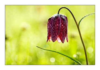 Dewy Snakehead fritillary